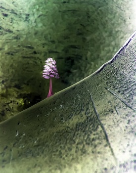 L 021C